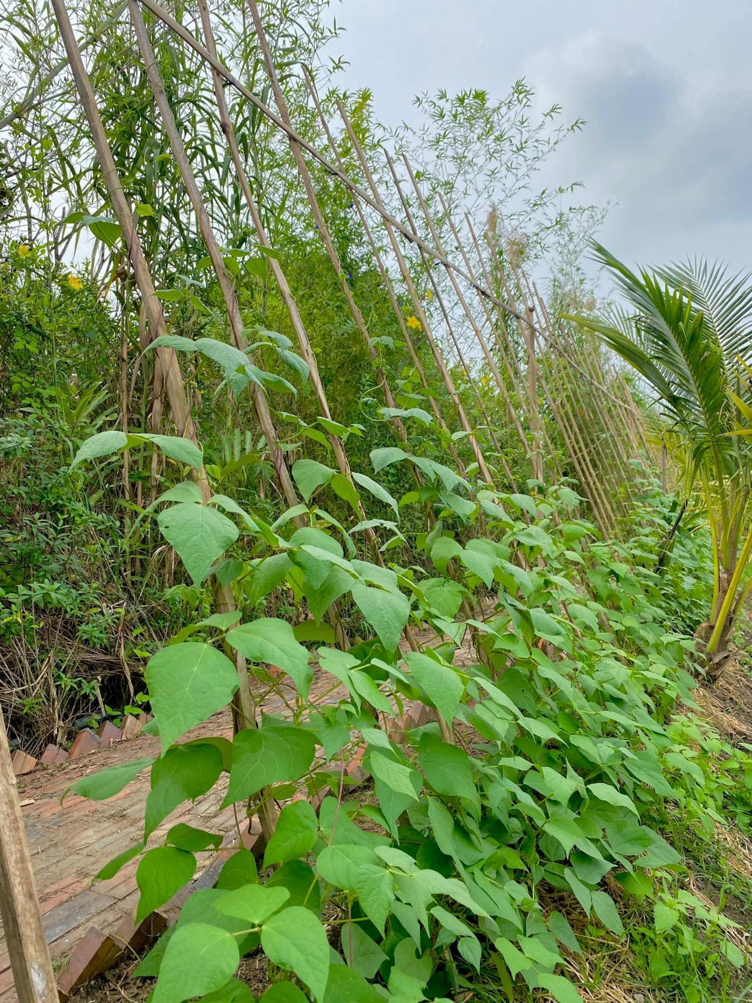 Mekong Silt Ecolodge 껀터 외부 사진
